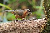 Rusty-cheeked Scimitar-Babbler